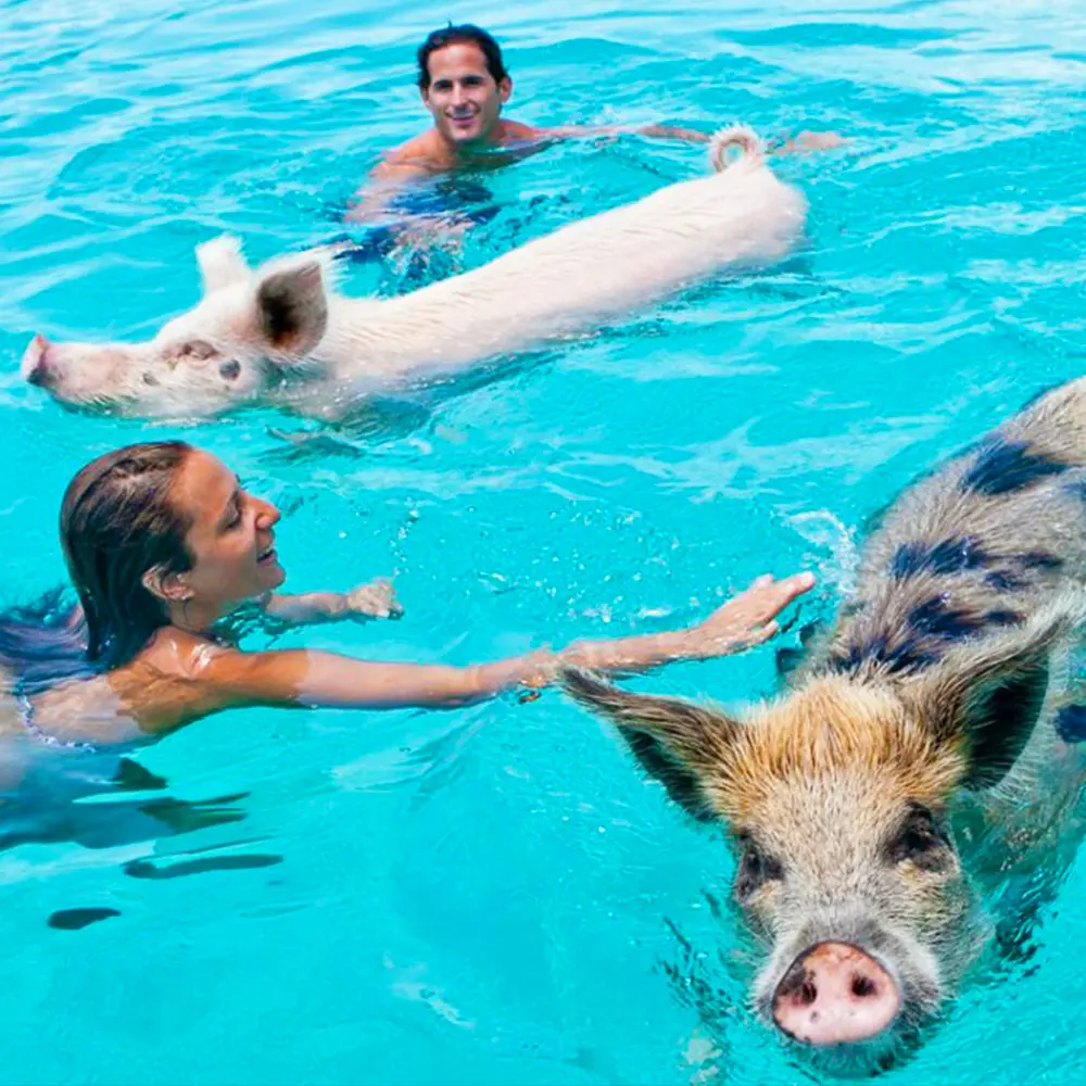 SWIMMING WITH THE PIGS