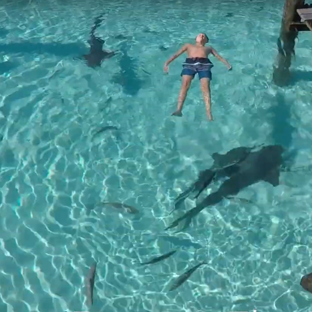 Swimming with Sharks Experience in The Bahamas